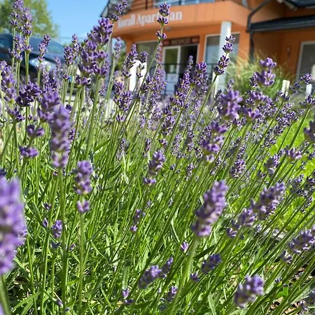 Korall * Balatonfůzfő