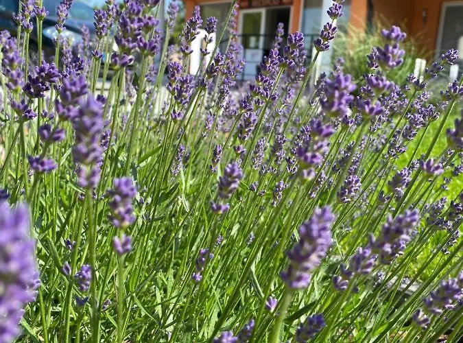 Korall * Balatonfuzfo